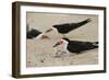 Black Skimmer with young, Port Isabel, Laguna Madre, Texas, USA-Rolf Nussbaumer-Framed Photographic Print