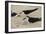 Black Skimmer with young, Port Isabel, Laguna Madre, Texas, USA-Rolf Nussbaumer-Framed Photographic Print