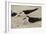 Black Skimmer with young, Port Isabel, Laguna Madre, Texas, USA-Rolf Nussbaumer-Framed Photographic Print