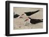 Black Skimmer with young, Port Isabel, Laguna Madre, Texas, USA-Rolf Nussbaumer-Framed Photographic Print