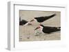 Black Skimmer with young, Port Isabel, Laguna Madre, Texas, USA-Rolf Nussbaumer-Framed Photographic Print