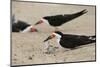 Black Skimmer with young, Port Isabel, Laguna Madre, Texas, USA-Rolf Nussbaumer-Mounted Photographic Print