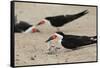 Black Skimmer with young, Port Isabel, Laguna Madre, Texas, USA-Rolf Nussbaumer-Framed Stretched Canvas