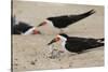 Black Skimmer with young, Port Isabel, Laguna Madre, Texas, USA-Rolf Nussbaumer-Stretched Canvas