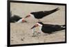 Black Skimmer with young, Port Isabel, Laguna Madre, Texas, USA-Rolf Nussbaumer-Framed Photographic Print