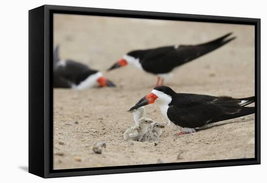 Black Skimmer with young, Port Isabel, Laguna Madre, Texas, USA-Rolf Nussbaumer-Framed Stretched Canvas