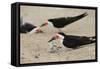 Black Skimmer with young, Port Isabel, Laguna Madre, Texas, USA-Rolf Nussbaumer-Framed Stretched Canvas