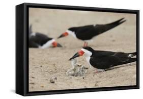 Black Skimmer with young, Port Isabel, Laguna Madre, Texas, USA-Rolf Nussbaumer-Framed Stretched Canvas