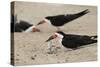 Black Skimmer with young, Port Isabel, Laguna Madre, Texas, USA-Rolf Nussbaumer-Stretched Canvas