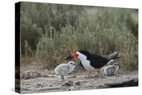 Black Skimmer with young, Port Isabel, Laguna Madre, Texas, USA-Rolf Nussbaumer-Stretched Canvas