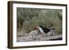 Black Skimmer with young, Port Isabel, Laguna Madre, Texas, USA-Rolf Nussbaumer-Framed Photographic Print