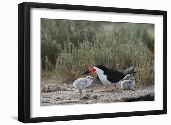 Black Skimmer with young, Port Isabel, Laguna Madre, Texas, USA-Rolf Nussbaumer-Framed Photographic Print