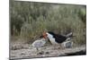 Black Skimmer with young, Port Isabel, Laguna Madre, Texas, USA-Rolf Nussbaumer-Mounted Photographic Print