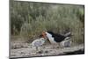 Black Skimmer with young, Port Isabel, Laguna Madre, Texas, USA-Rolf Nussbaumer-Mounted Photographic Print