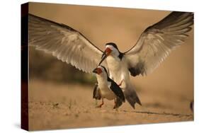 Black Skimmer-Joe McDonald-Stretched Canvas