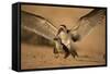 Black Skimmer-Joe McDonald-Framed Stretched Canvas