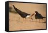 Black Skimmer-Joe McDonald-Framed Stretched Canvas