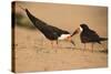 Black Skimmer-Joe McDonald-Stretched Canvas