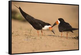 Black Skimmer-Joe McDonald-Framed Stretched Canvas