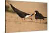 Black Skimmer-Joe McDonald-Stretched Canvas