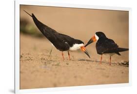 Black Skimmer-Joe McDonald-Framed Photographic Print