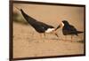 Black Skimmer-Joe McDonald-Framed Photographic Print