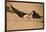 Black Skimmer-Joe McDonald-Framed Photographic Print