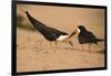 Black Skimmer-Joe McDonald-Framed Photographic Print