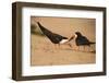 Black Skimmer-Joe McDonald-Framed Photographic Print