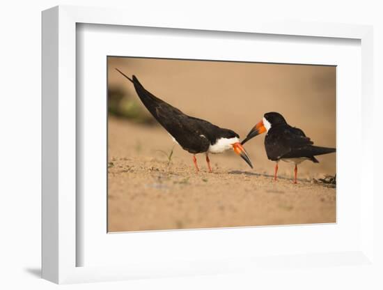 Black Skimmer-Joe McDonald-Framed Photographic Print