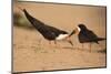 Black Skimmer-Joe McDonald-Mounted Photographic Print