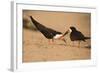 Black Skimmer-Joe McDonald-Framed Photographic Print