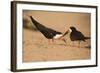 Black Skimmer-Joe McDonald-Framed Photographic Print