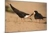 Black Skimmer-Joe McDonald-Mounted Photographic Print