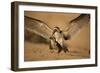 Black Skimmer-Joe McDonald-Framed Photographic Print