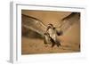 Black Skimmer-Joe McDonald-Framed Photographic Print