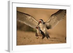 Black Skimmer-Joe McDonald-Framed Photographic Print