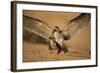 Black Skimmer-Joe McDonald-Framed Photographic Print