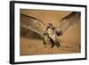 Black Skimmer-Joe McDonald-Framed Photographic Print