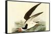 Black Skimmer-John James Audubon-Framed Stretched Canvas