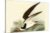 Black Skimmer-John James Audubon-Stretched Canvas