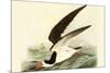 Black Skimmer-John James Audubon-Mounted Art Print