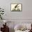 Black Skimmer-John James Audubon-Framed Stretched Canvas displayed on a wall