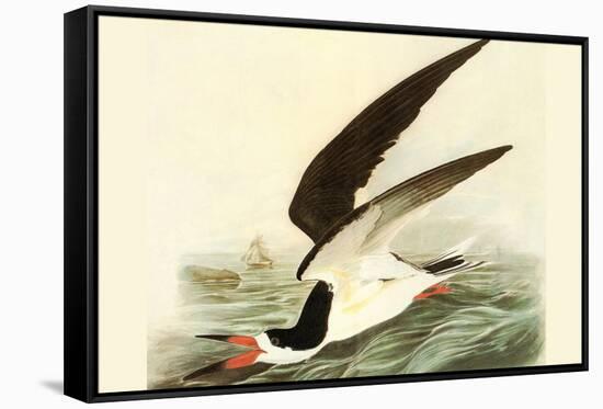 Black Skimmer-John James Audubon-Framed Stretched Canvas
