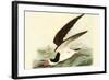 Black Skimmer-John James Audubon-Framed Art Print