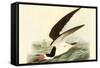 Black Skimmer-John James Audubon-Framed Stretched Canvas