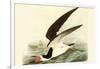 Black Skimmer-John James Audubon-Framed Art Print