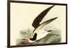 Black Skimmer-John James Audubon-Framed Art Print