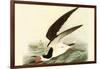 Black Skimmer-John James Audubon-Framed Art Print