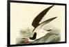 Black Skimmer-John James Audubon-Framed Art Print